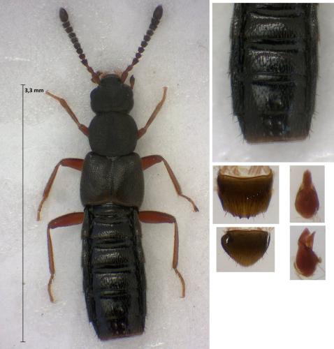 Réf. 316 852 : Dinaraea aequata